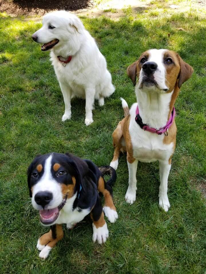 Rocky, Millie, and Chai